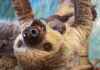 Sloth Virus Detected in Europe for First Time after Fatal Cases in Brazil news-14082024-123217