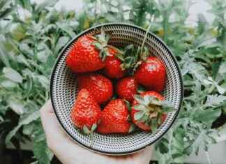 Best Strawberry Picking Spot in Warrington, UK: Top Ranked Destination news-15082024-142907