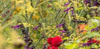 Discover the Stunning Warrington Garden Open for Visitors Next Weekend news-18082024-222309