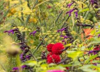 Discover the Stunning Warrington Garden Open for Visitors Next Weekend news-18082024-222309