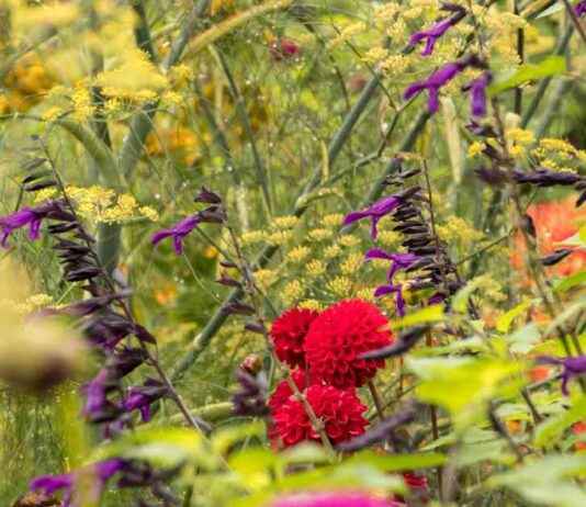 Discover the Stunning Warrington Garden Open for Visitors Next Weekend news-18082024-222309