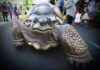 Encounter a Giant Tortoise in Town Center Tomorrow: Tips and Tricks news-21082024-160950