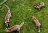 Captivating Footage of Foxes Playing in Croft at Dawn news-03092024-002843