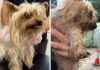 Rescue Centre Worried About Stray Dog in Heartbreaking Condition news-03092024-123127