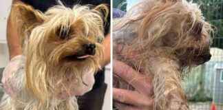 Rescue Centre Worried About Stray Dog in Heartbreaking Condition news-03092024-123127