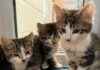 Abandoned Baby Kittens Found on Country Lane: A Heartbreaking Discovery news-05092024-124306
