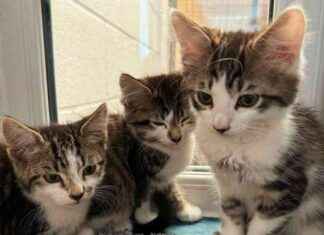 Abandoned Baby Kittens Found on Country Lane: A Heartbreaking Discovery news-05092024-124306