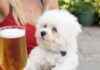Best Dog-Friendly Pub in Warrington, North West: Atmosphere and Amenities news-10092024-182254
