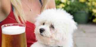 Best Dog-Friendly Pub in Warrington, North West: Atmosphere and Amenities news-10092024-182254