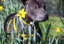 Adoptable Dogs in Merseyside: Find Your New Furry Friend Today! news-15092024-152707