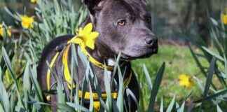 Adoptable Dogs in Merseyside: Find Your New Furry Friend Today! news-15092024-152707