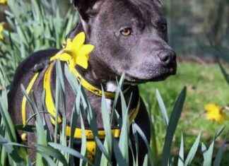 Adoptable Dogs in Merseyside: Find Your New Furry Friend Today! news-15092024-152707