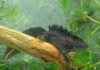 Impact of Great Crested Newts on Green Belt Development: Appeal Dismissed for Nine-Home Plans news-18092024-084905