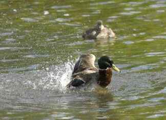 Preventing Water Pollution Incidents in Warrington: A Critical Analysis news-21092024-074647