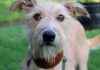 Big Dogs in Merseyside: Top 10 Adoptable Pups Looking for Forever Homes news-22092024-172606