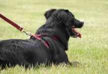 Thelwall Green Belt Dog Exercise Field Plans Denied news-05102024-153950
