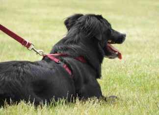 Thelwall Green Belt Dog Exercise Field Plans Denied news-05102024-153950