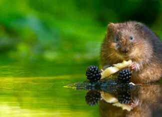 Warrington: Top Area for Wildlife Conservation in the Country news-11102024-170804