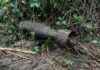 Safely Detonating Second World War Bomb Found in Garden: Watch Army Explosion news-18102024-161820