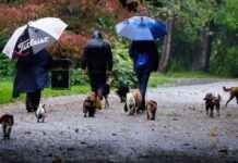 Waterproof Short Wellies: Ideal Footwear for Wet Walks news-20102024-163114