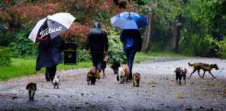 Waterproof Short Wellies: Ideal Footwear for Wet Walks news-20102024-163114