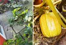 Accidental Pumpkin Patch Thrives in Orford Resident’s Backyard news-23102024-111536