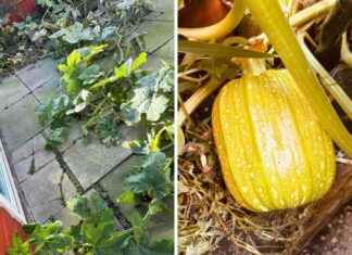 Accidental Pumpkin Patch Thrives in Orford Resident’s Backyard news-23102024-111536