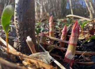 Warrington Identified as Worst Affected Area for Invasive Plant Species news-15112024-103527