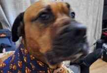 Dog hailed a hero for discovering unexpected item on walk – Liverpool Echo news-18112024-183315