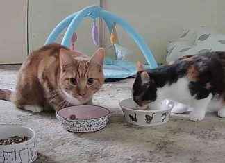 Top-rated Amazon indoor wifi camera now only £17.99 news-29112024-051415