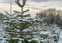 Christmas Wonderland at Grappenhall Farm: A Festive Year-Round Retreat christmas-wonderland-at-grappenhall-farm-a-festive-year-round-retreat