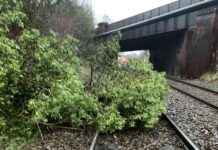 railway-disruption-fallen-tree-blocks-line-and-fire-near-tracks-what-you-need-to-know