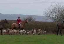 Call for Complete End to Foxhunting as Weak Ban Turns 20 call-for-complete-end-to-foxhunting-as-weak-ban-turns-20