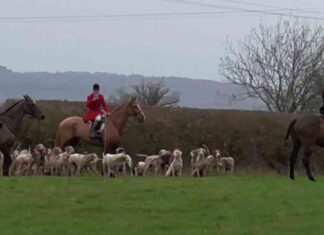 call-for-complete-end-to-foxhunting-as-weak-ban-turns-20
