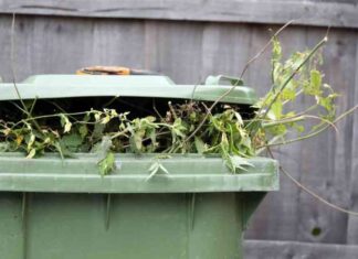 dont-forget-to-sign-up-for-green-bin-collections-today