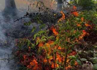 Delamere Forest Wildfire: Crews Battle Massive Blaze delamere-forest-wildfire-crews-battle-massive-blaze